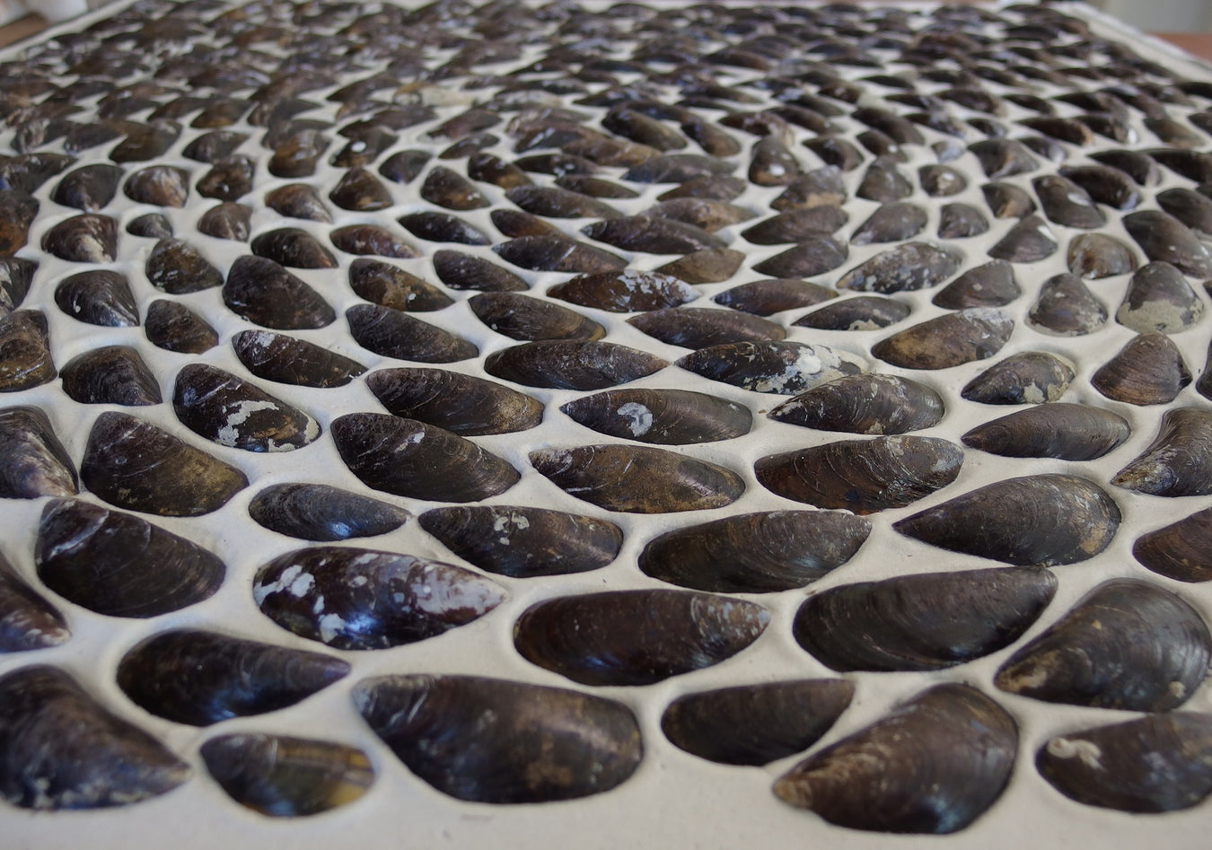 Schelpen panelen