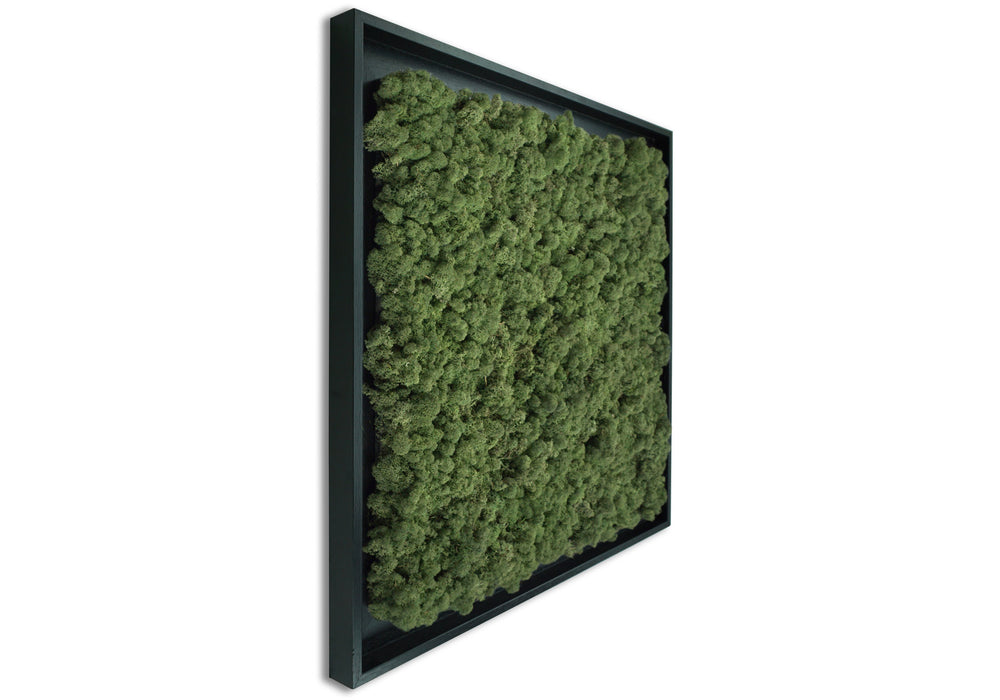 Staloluokta flatmoss moss green