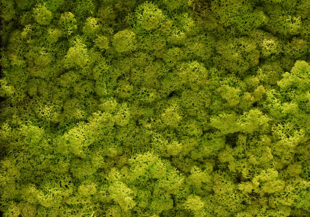 Torvtak icemoss mint green